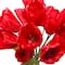 19" Tulip Bush by Ashland®